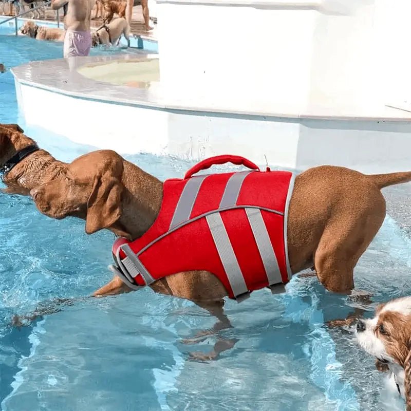 Dm Prime Fenix Loja de produtos para gato e cachorro - Colete Salva - Vidas Para Cachorro - XS - Vermelho - Colete Salva - Vidas Para Cachorro